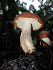 Leccinum monticola