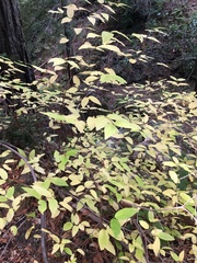 Calycanthus occidentalis