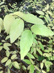 Calycanthus occidentalis