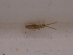 Entomobryoidea