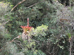 Tillandsia pastensis