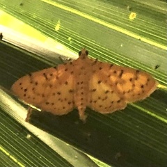 Conogethes