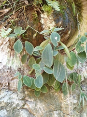 Peperomia leptostachya