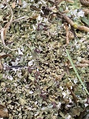 Cladonia peziziformis