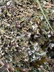Cladonia peziziformis