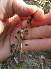 Phyllanthus microcladus