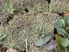Cladonia peziziformis