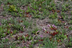 Siphonochilus puncticulatus