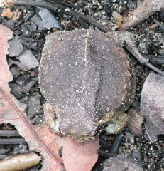 Breviceps ombelanonga