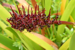 Xeronema callistemon