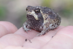 Breviceps ombelanonga