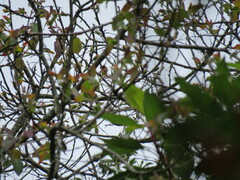 Mecocerculus leucophrys