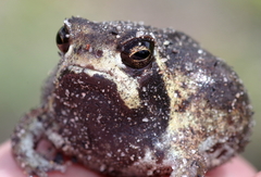 Breviceps ombelanonga