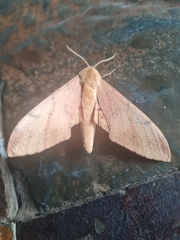 Platysphinx piabilis