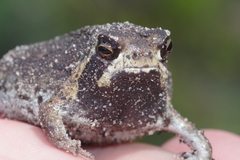 Breviceps ombelanonga