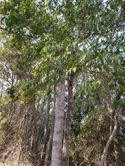 Flindersia australis