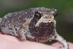 Breviceps ombelanonga
