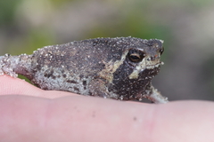 Breviceps ombelanonga