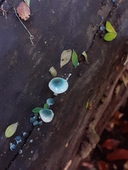 Mycena interrupta