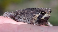 Breviceps ombelanonga