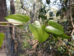 Dioscorea transversa