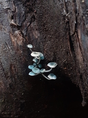 Mycena interrupta