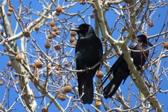 Corvus ossifragus