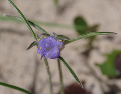 Cyanotis longifolia