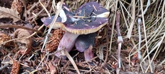 Russula queletii