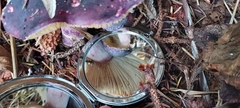 Russula queletii