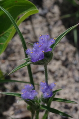 Cyanotis longifolia
