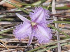 Thysanotus gracilis