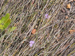 Thysanotus gracilis