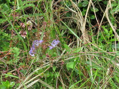 Salvia scutellarioides
