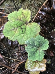 Heuchera micrantha