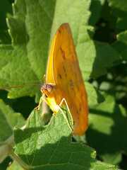 Phoebis philea philea