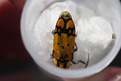 Tragocephala variegata