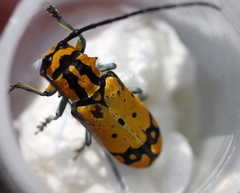 Tragocephala variegata