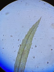 Pohlia longibracteata