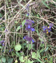 Salvia lasiocephala