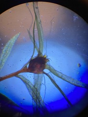 Pohlia longibracteata