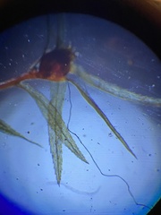 Pohlia longibracteata