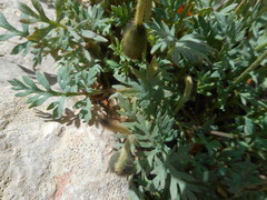 Papaver alpinum