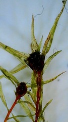 Pohlia longibracteata