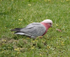 Eolophus roseicapilla albiceps