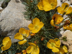 Papaver alpinum