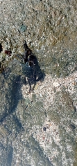 Pachygrapsus