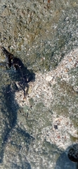 Pachygrapsus