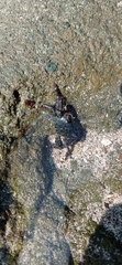 Pachygrapsus