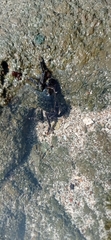Pachygrapsus
